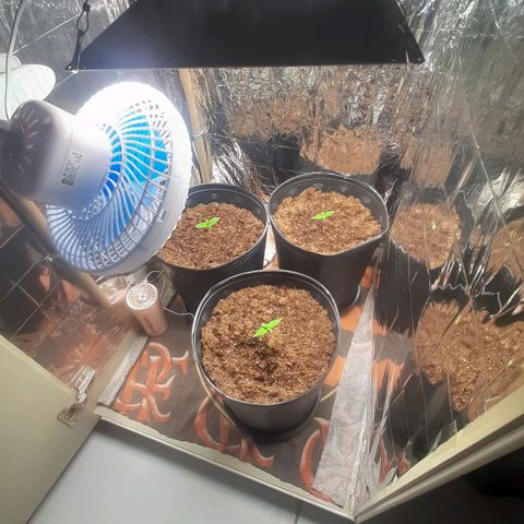 Critical Purple growlog photo: Nutrição Flowermind 