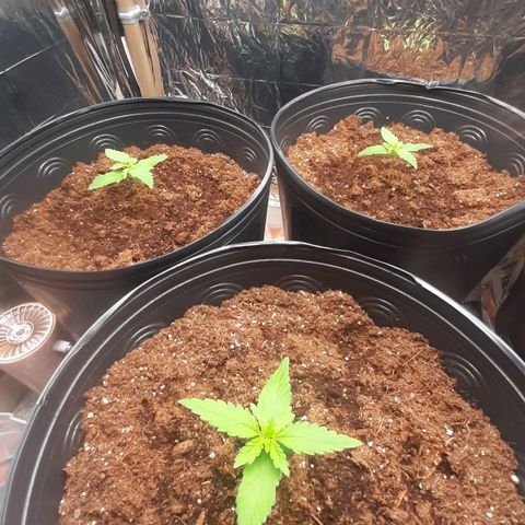 Critical Purple growlog timeline photo