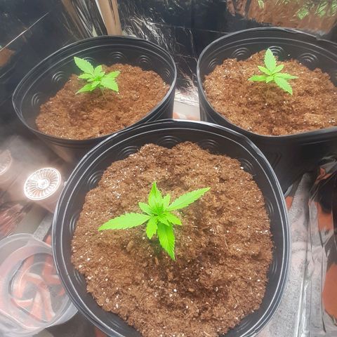 Critical Purple growlog timeline photo