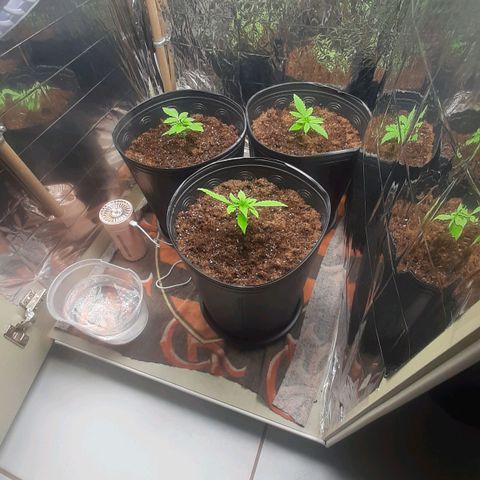Critical Purple growlog timeline photo