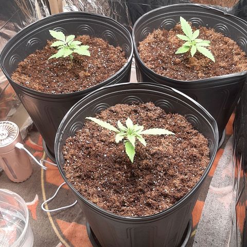 Critical Purple growlog timeline photo