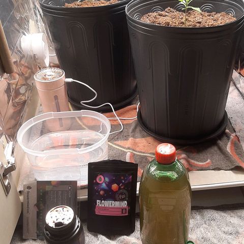 Critical Purple growlog timeline photo