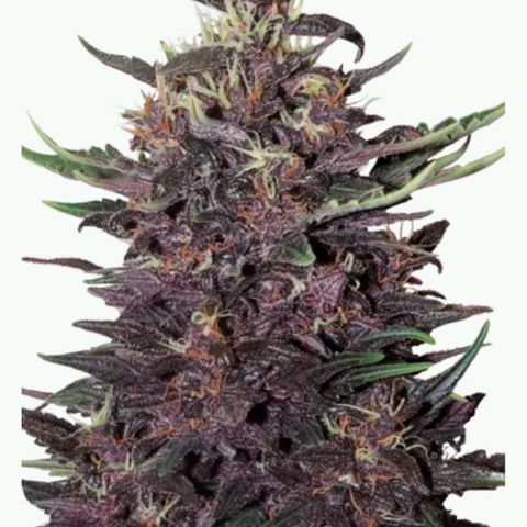 Critical Purple growlog timeline photo