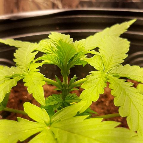 Critical Purple growlog photo: Poda Top