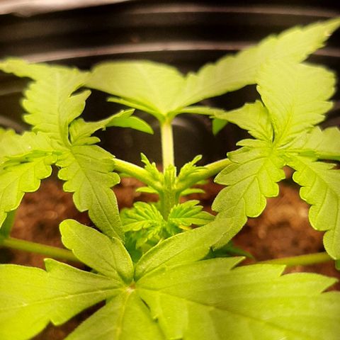 Critical Purple growlog photo: Poda Top