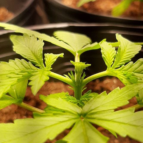 Critical Purple growlog photo: Poda Fim