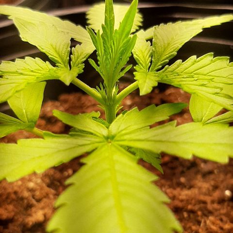 Critical Purple growlog photo: Poda Fim
