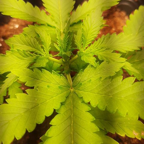 Critical Purple growlog photo: Poda apical