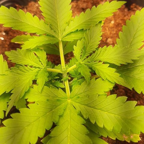 Critical Purple growlog photo: Poda apical