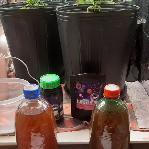 Critical Purple growlog timeline photo