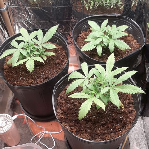 Critical Purple growlog timeline photo