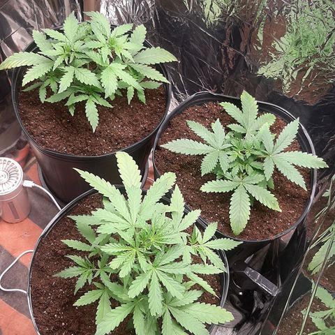 Critical Purple growlog timeline photo