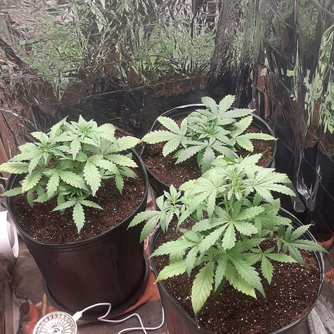 Critical Purple growlog timeline photo