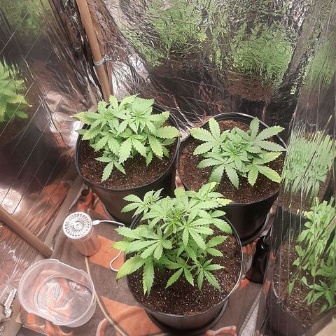 Critical Purple growlog timeline photo