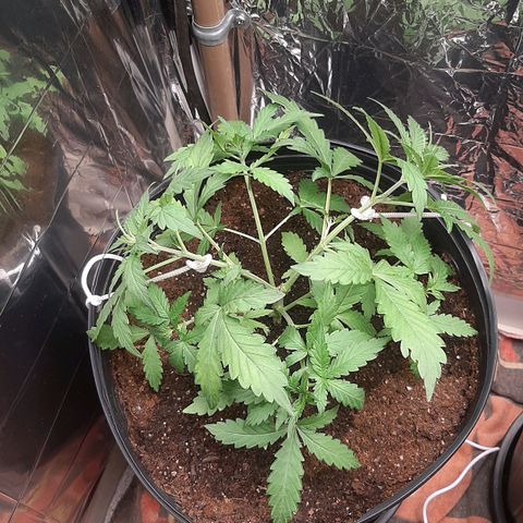 Critical Purple growlog timeline photo