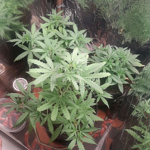 Critical Purple growlog timeline photo