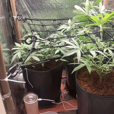 Critical Purple growlog photo: Scrog