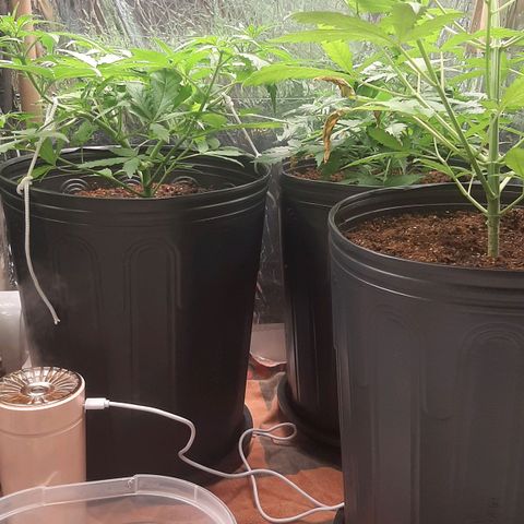 Critical Purple growlog photo: Scrog