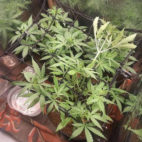 Critical Purple growlog photo: Scrog