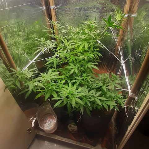 Critical Purple growlog timeline photo