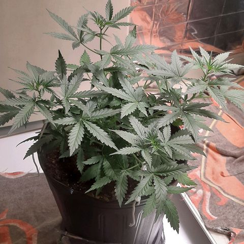 Critical Purple growlog timeline photo