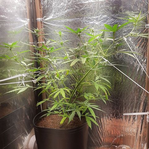Critical Purple growlog timeline photo