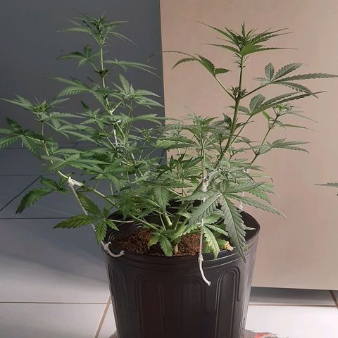 Critical Purple growlog timeline photo