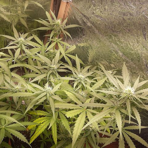 Critical Purple growlog timeline photo