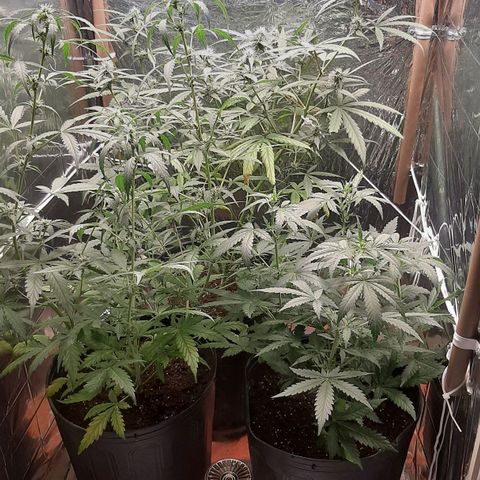 Critical Purple growlog timeline photo