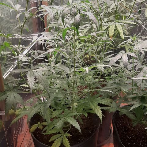 Critical Purple growlog timeline photo