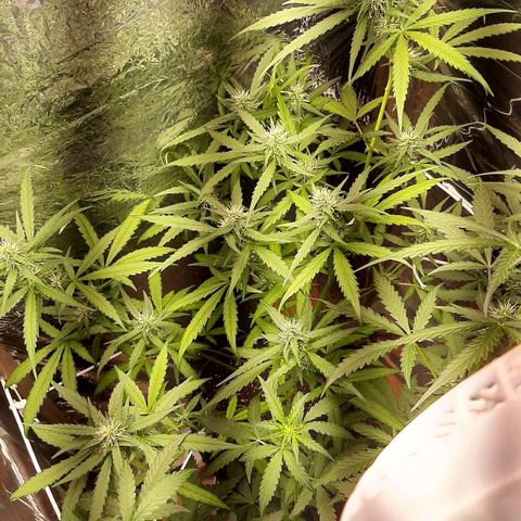 Critical Purple growlog timeline photo