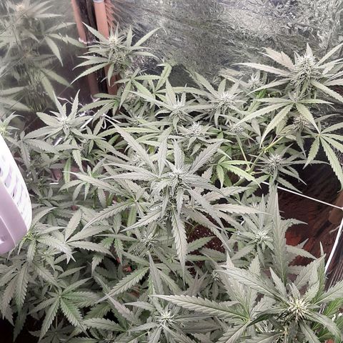 Critical Purple growlog timeline photo