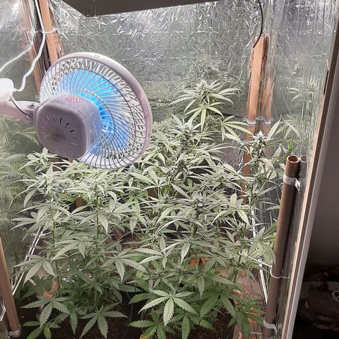 Critical Purple growlog timeline photo