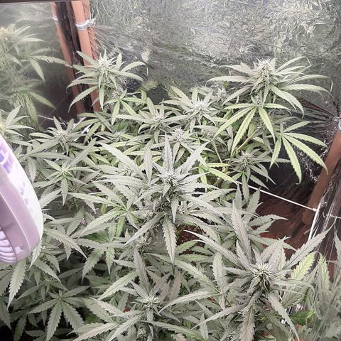 Critical Purple growlog timeline photo