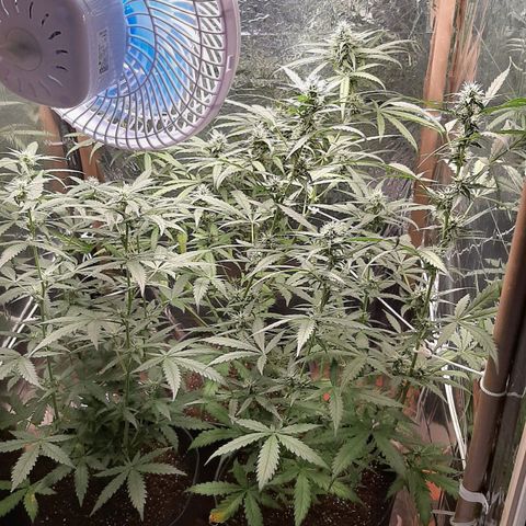Critical Purple growlog timeline photo