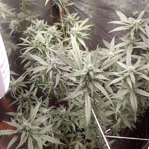 Critical Purple growlog timeline photo