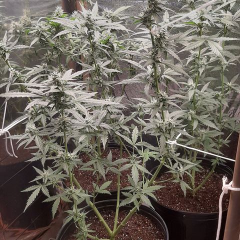 Critical Purple growlog timeline photo