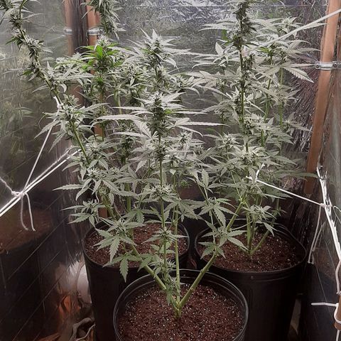 Critical Purple growlog timeline photo