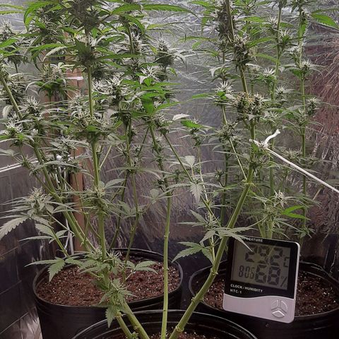 Critical Purple growlog timeline photo