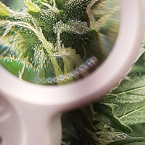 Critical Purple growlog timeline photo