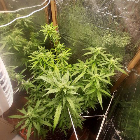 Critical Purple growlog timeline photo
