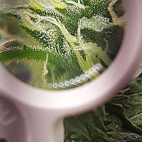 Critical Purple growlog timeline photo