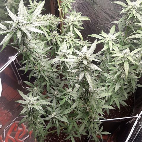 Critical Purple growlog timeline photo