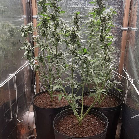 Critical Purple growlog timeline photo