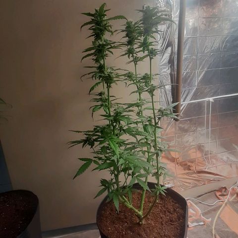 Critical Purple growlog timeline photo