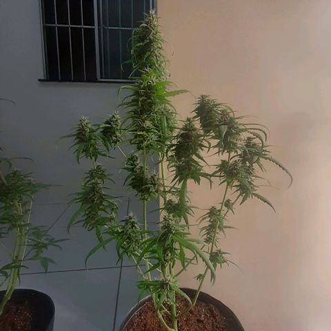 Critical Purple growlog timeline photo