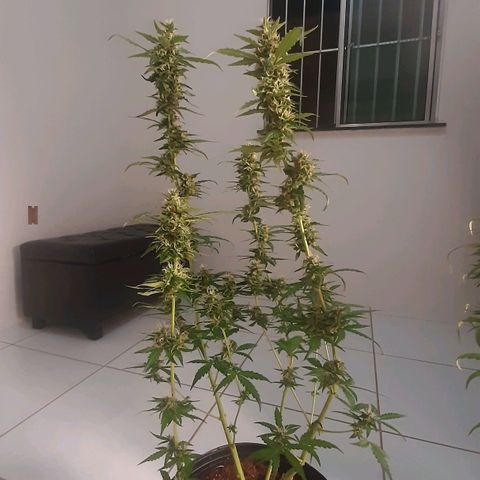 Critical Purple growlog timeline photo