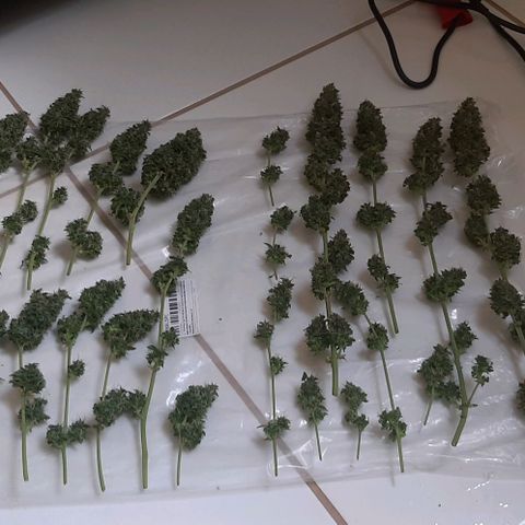 Critical Purple growlog timeline photo