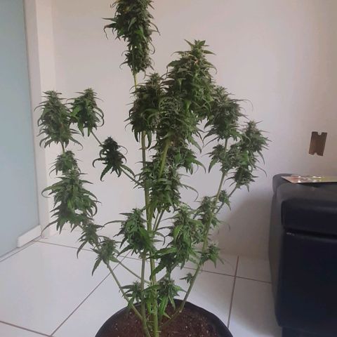 Critical Purple growlog timeline photo