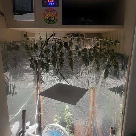 Critical Purple growlog timeline photo